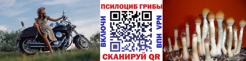 ОМГ ОМГ ссылки  Сясьстрой  Псилоцибиновые грибы ЛСД 